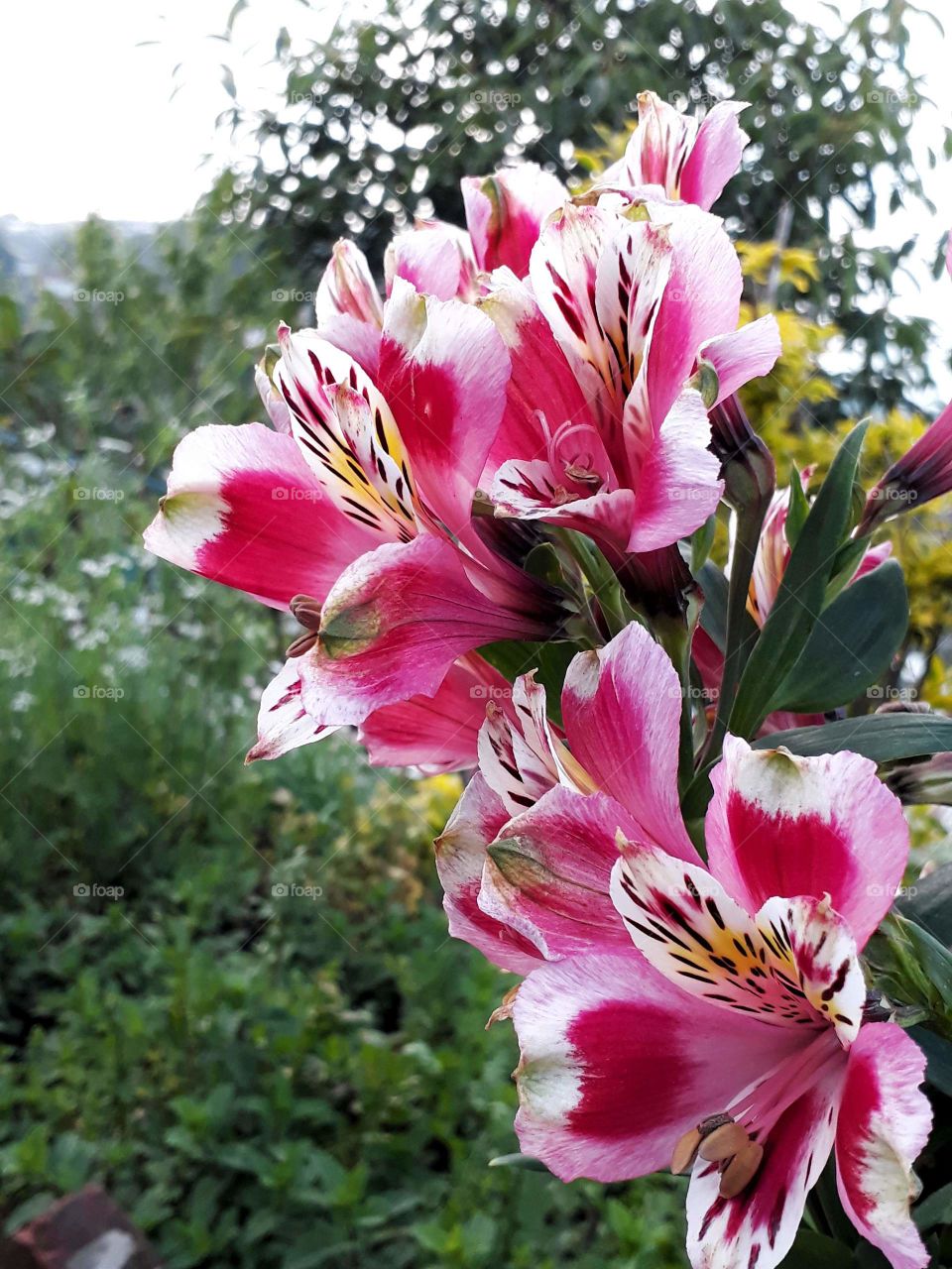 Lovely Alstroemeria blooming so well