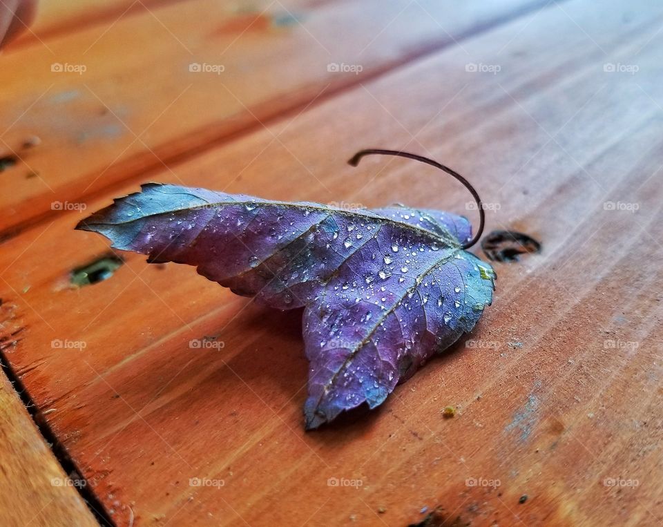 crinkly fall leaf with small dew droplets on wood