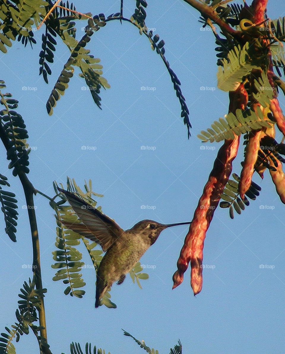 Hummingbird Flying Around Tree