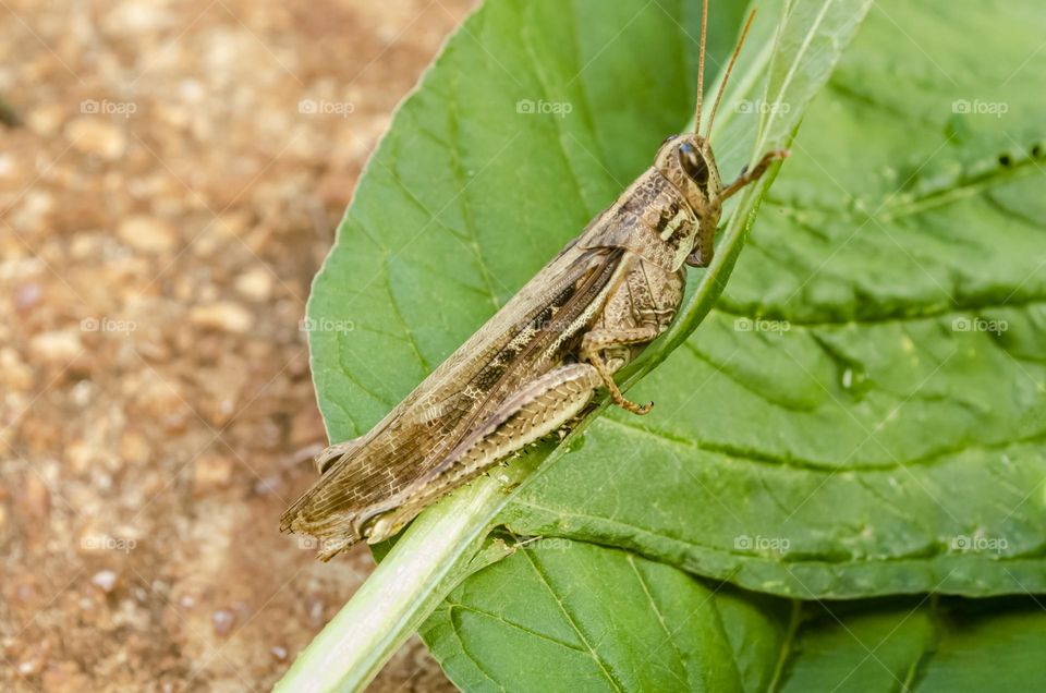 Grasshopper On Amaranth Leaf