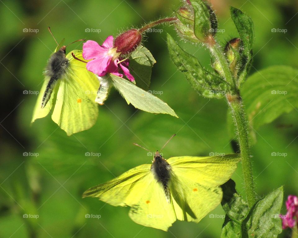 butterflies