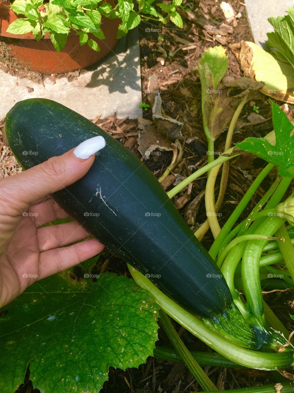 Fresh zucchini