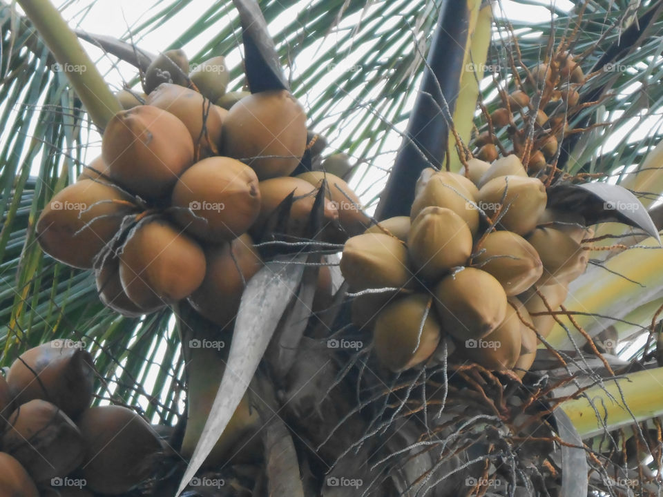 Closeup od Coconut on Tree