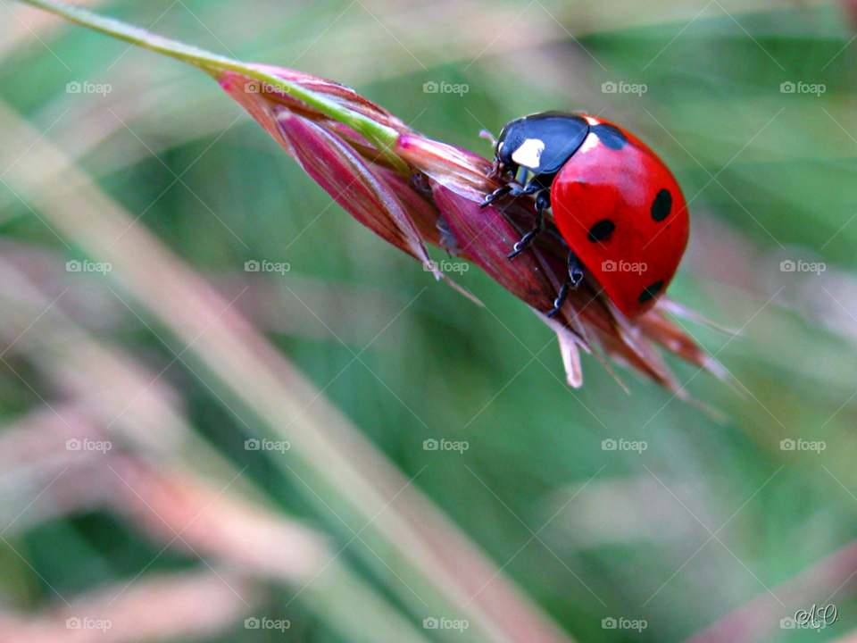 Ladybug on flowers