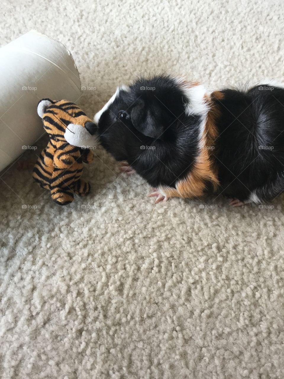 Dog, Mammal, Pet, Canine, Animal