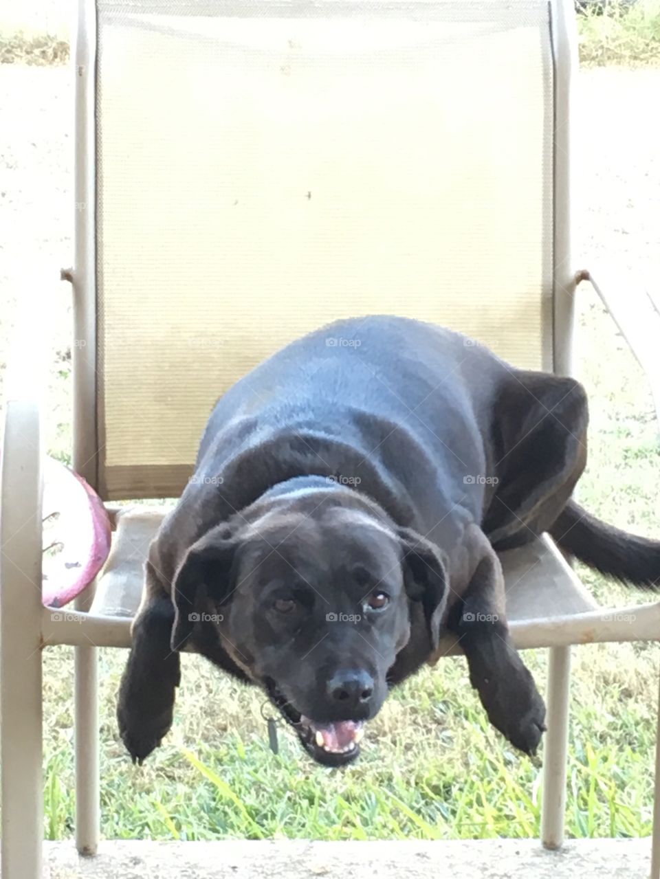Fat black dog laying on a chair. 