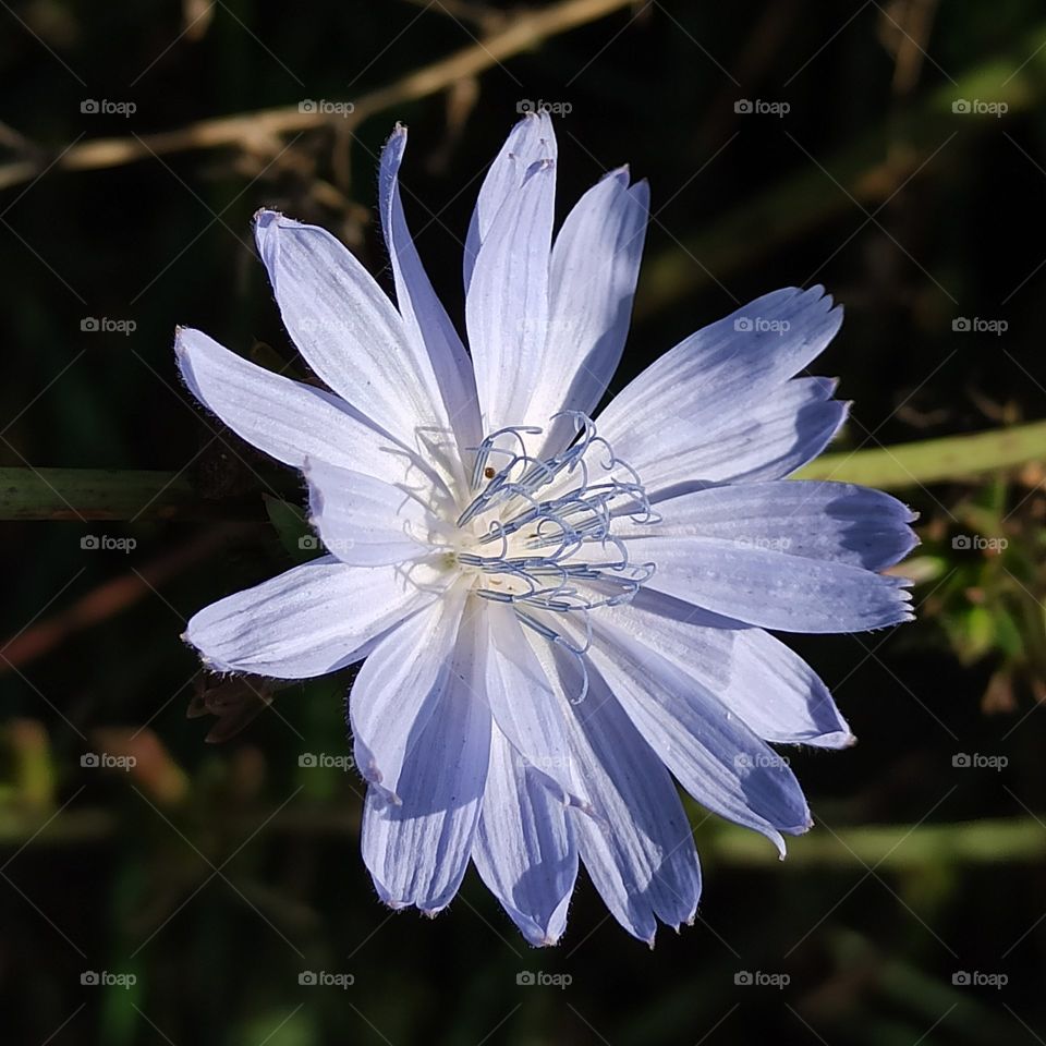 Chicory flower. Common chicory
