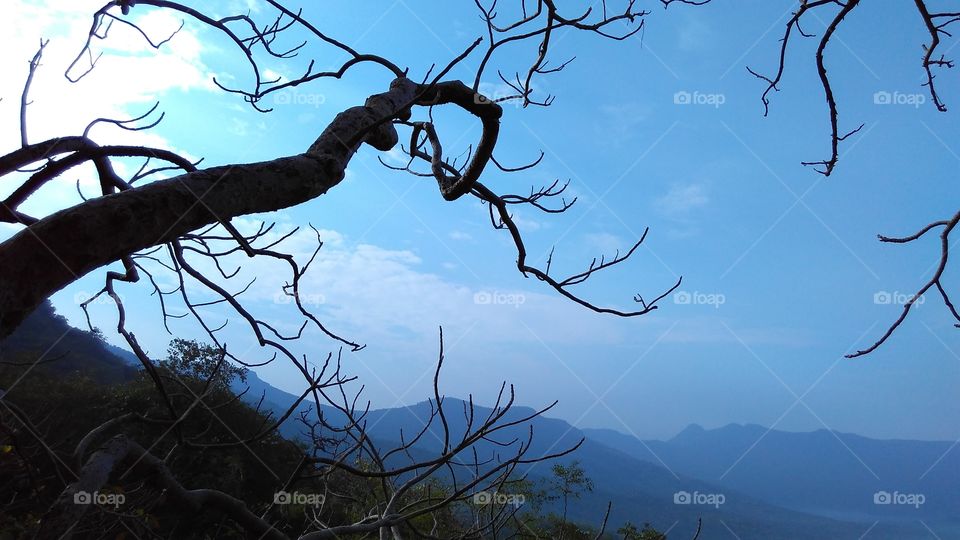 Dry tree branches pattern with Mountain landscape in the background