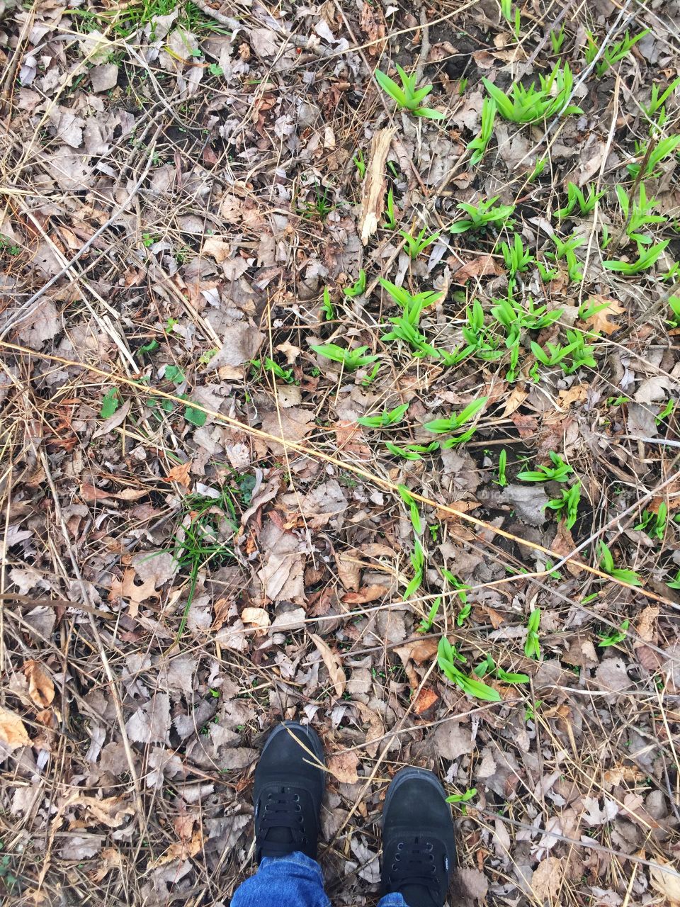 Walking where new grass is pushing its way up after winter...