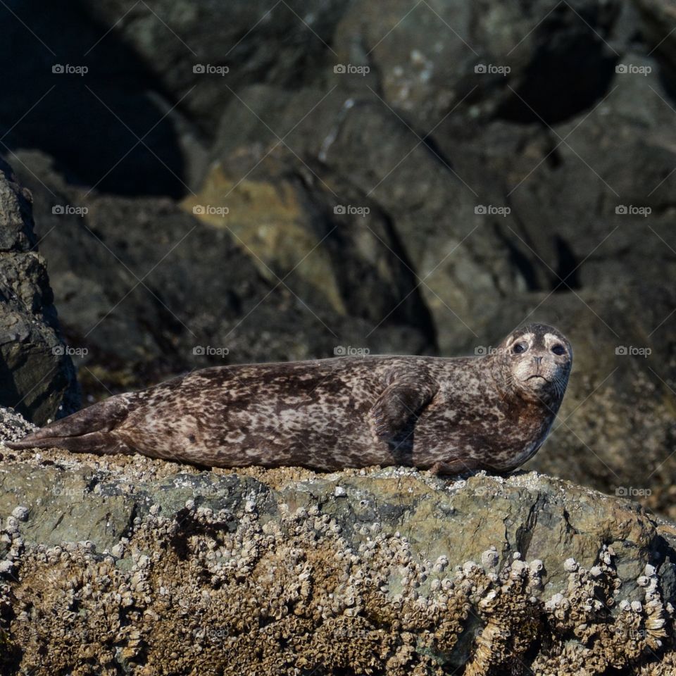 Harbor seal with worried expression