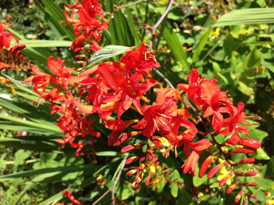 Red flower monbretia plant in sunshine