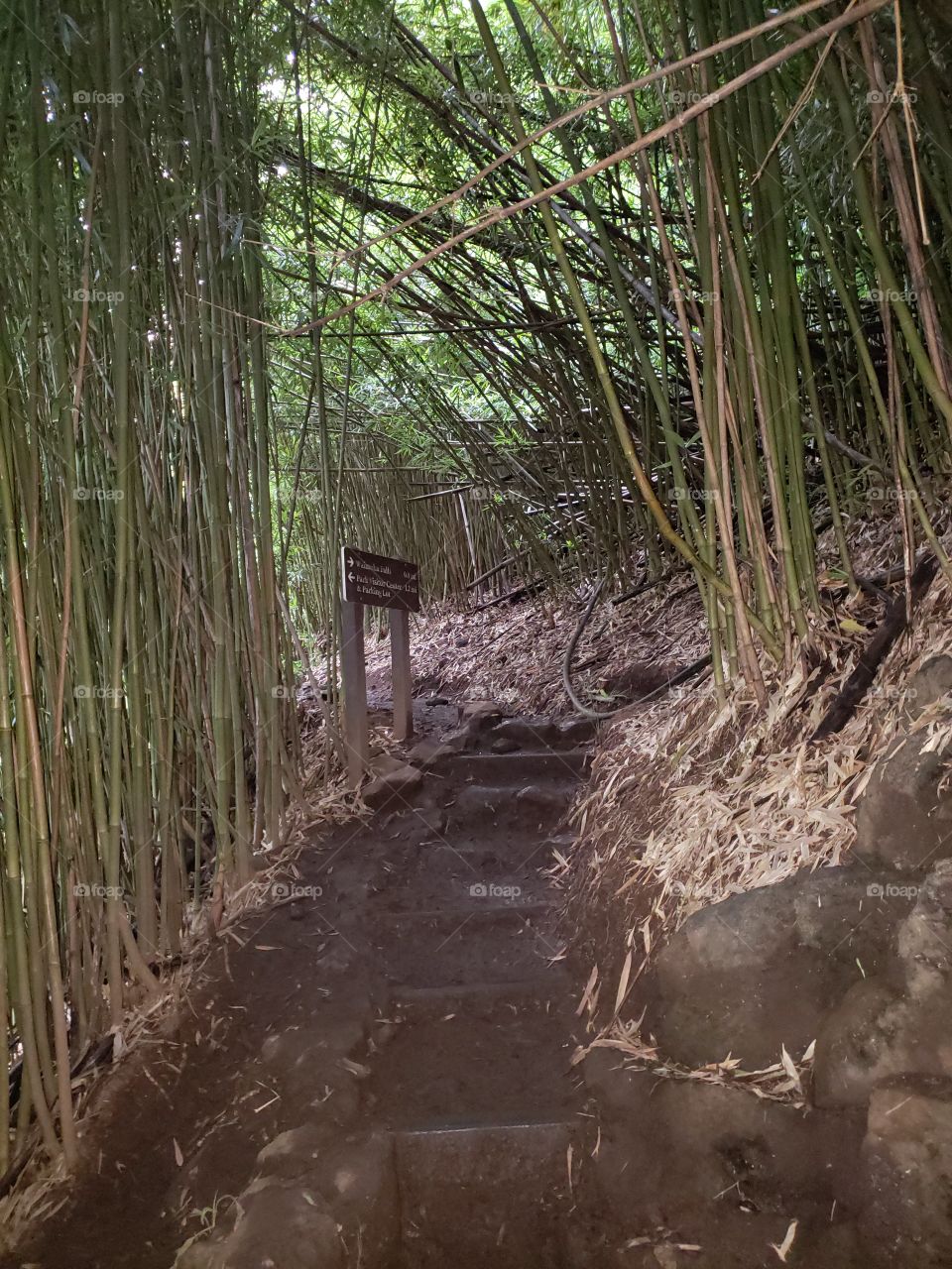 trail to bamboo forest