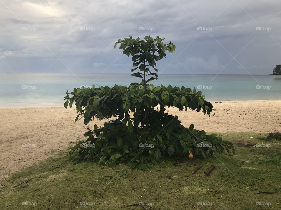 Beach Tree 