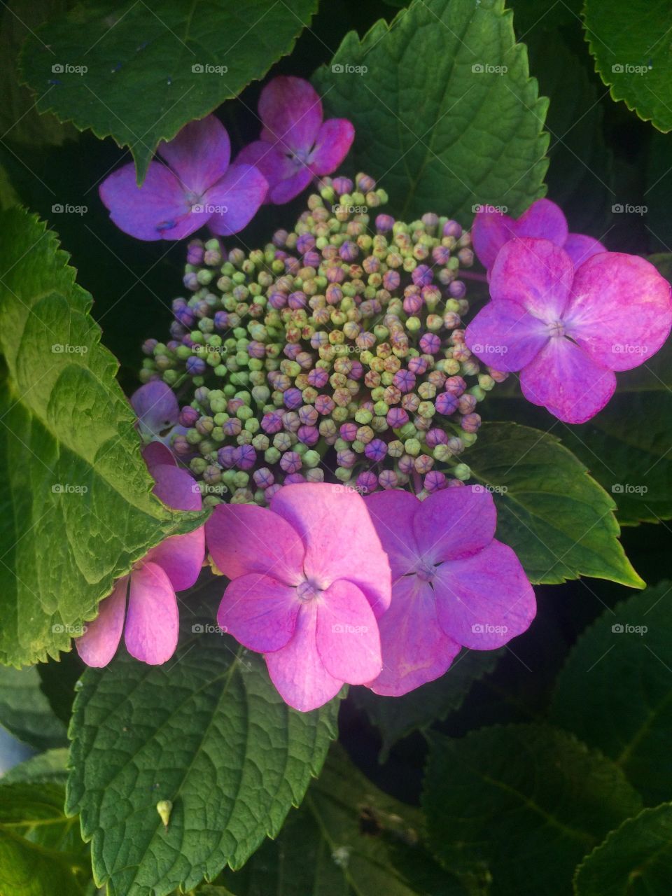 Purple Flowers 