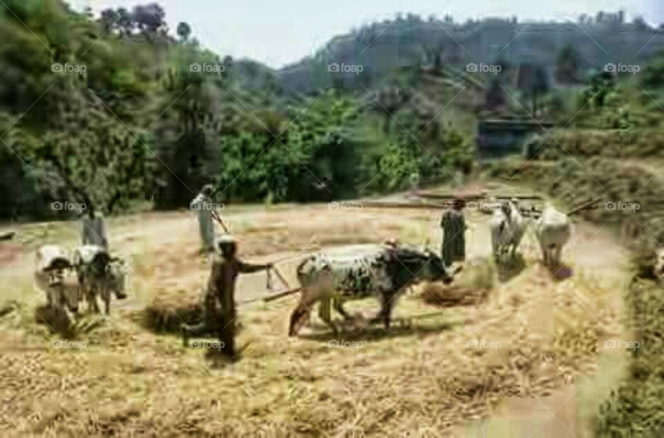 Village Herding