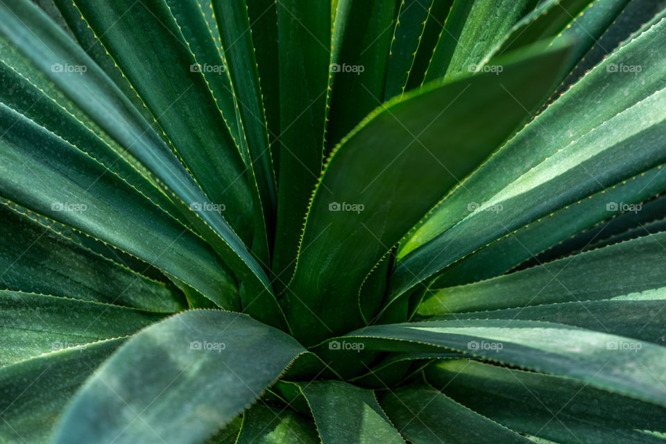 Extreme close-up of succulent plant