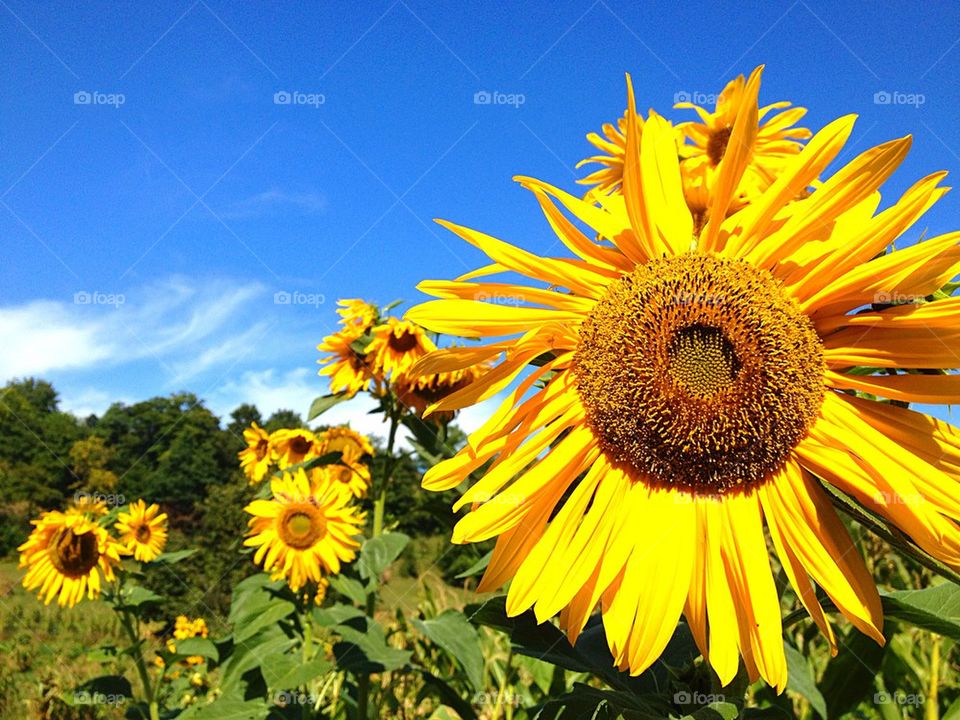 Close-up of sunflower