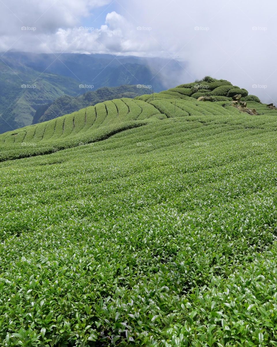 Beautiful tea garden scenery