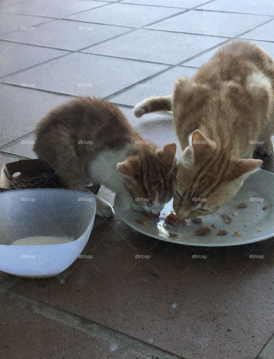 Mother Cat and kitten eating in the same plate