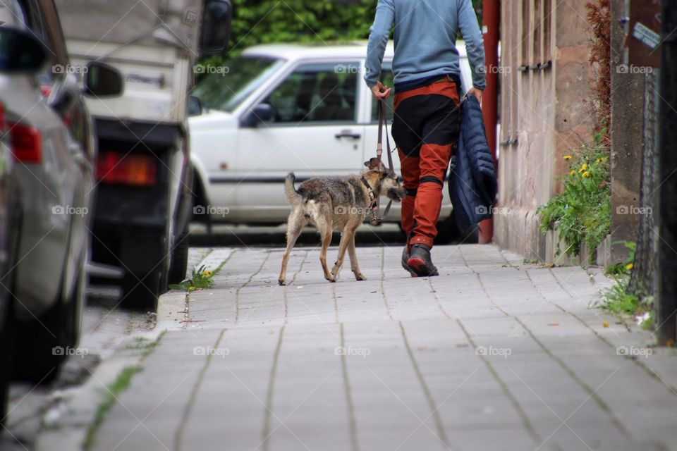 A man walks his dog on a leash in the city between parking cars 