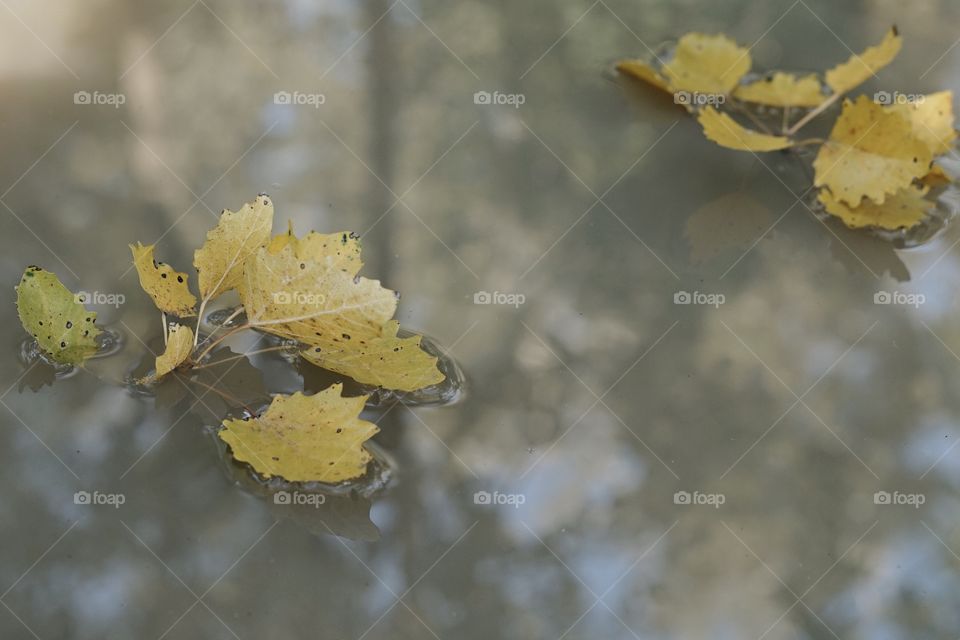 Fall, Leaf, Nature, No Person, Tree