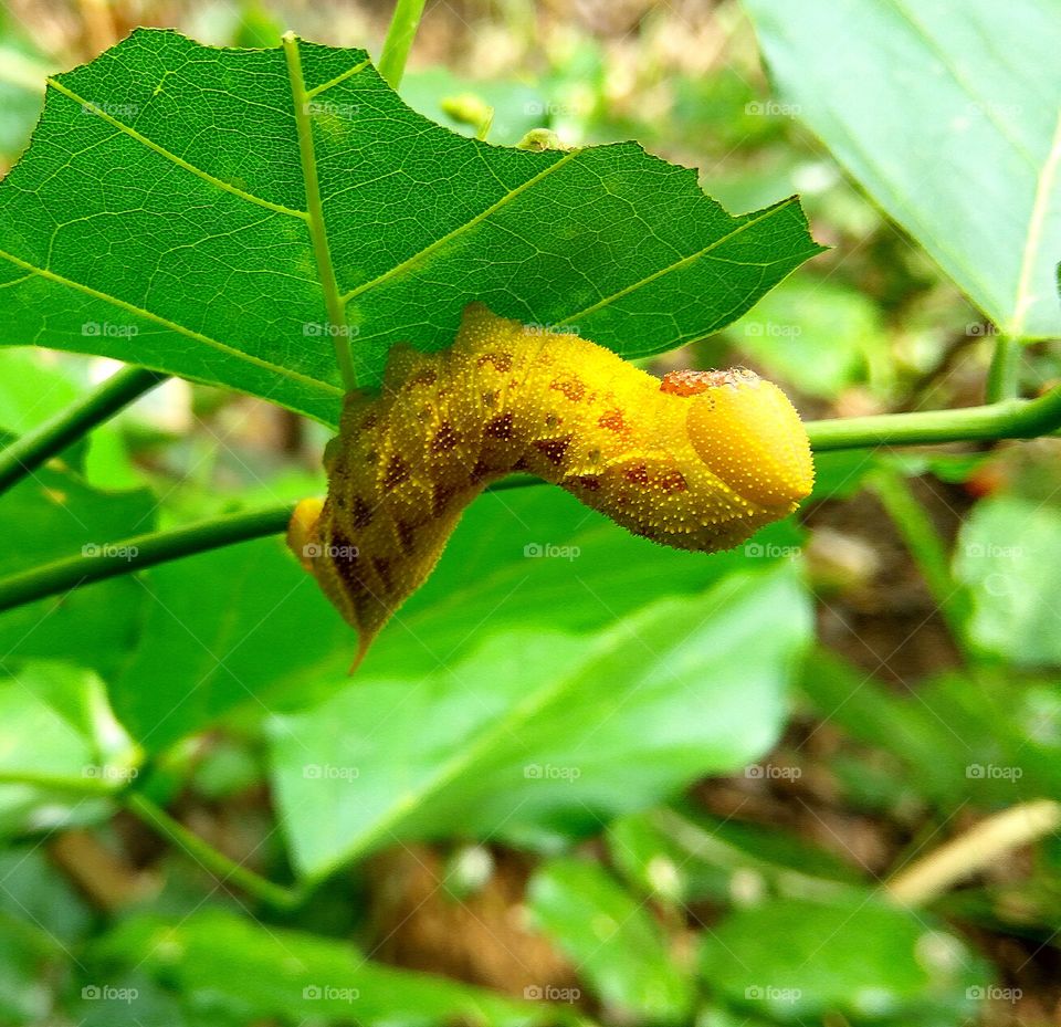 big caterpillar eat green leaf  in long body     small Niddles in body  looking naturally