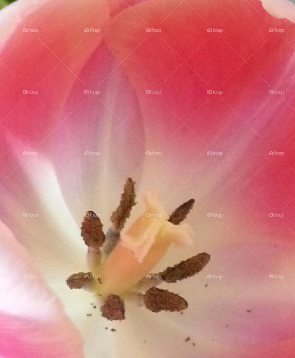 The inside of a flower