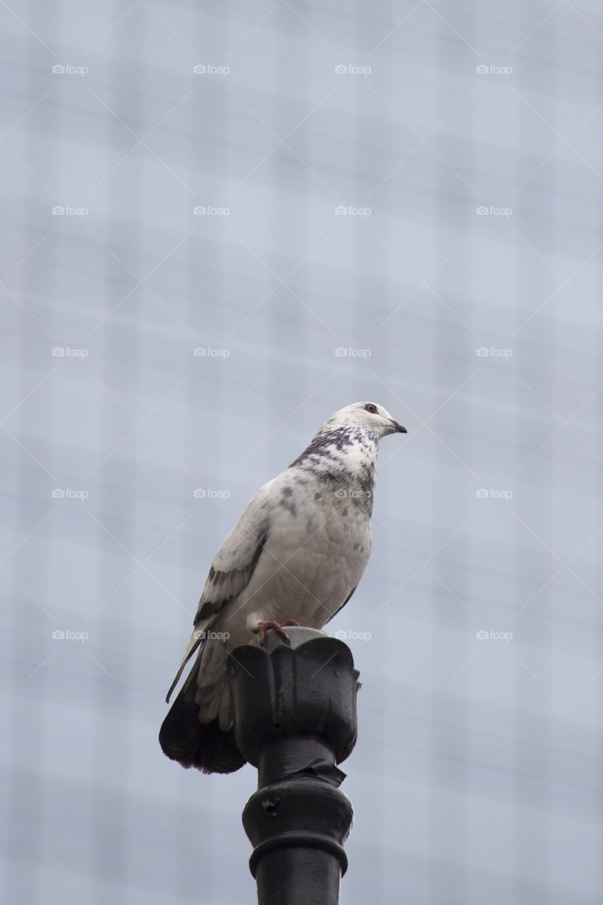 Close-up of pigeon sitting on light lamp