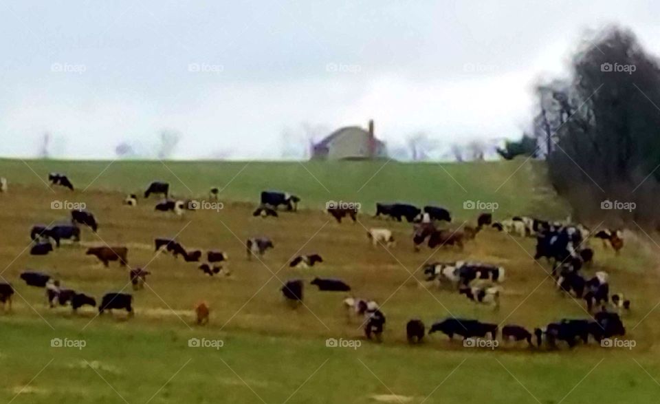 The fog is lifting. seeing all of the cattle after the fog was rising