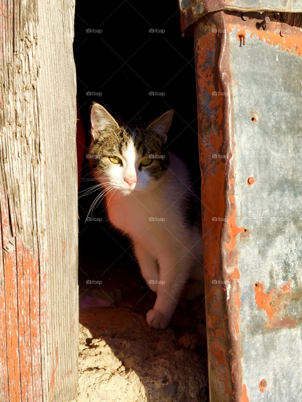 Barn cat