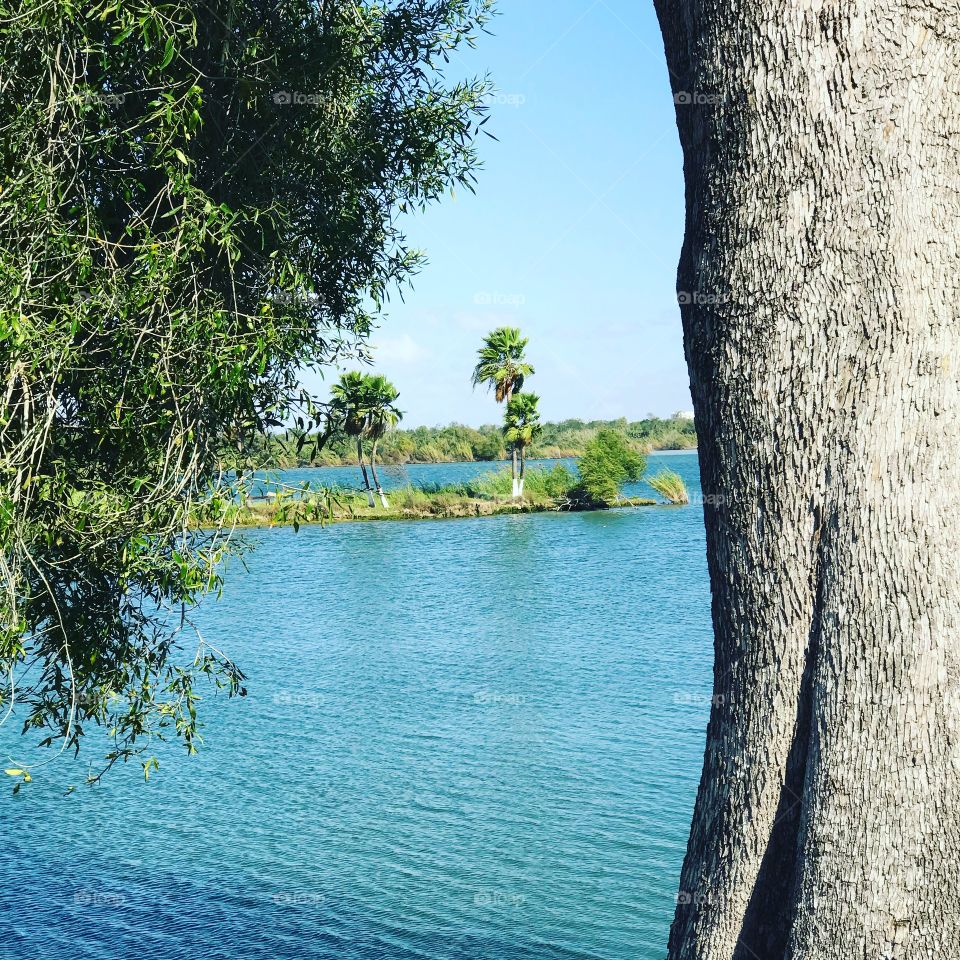 Palm Tree at the Lake