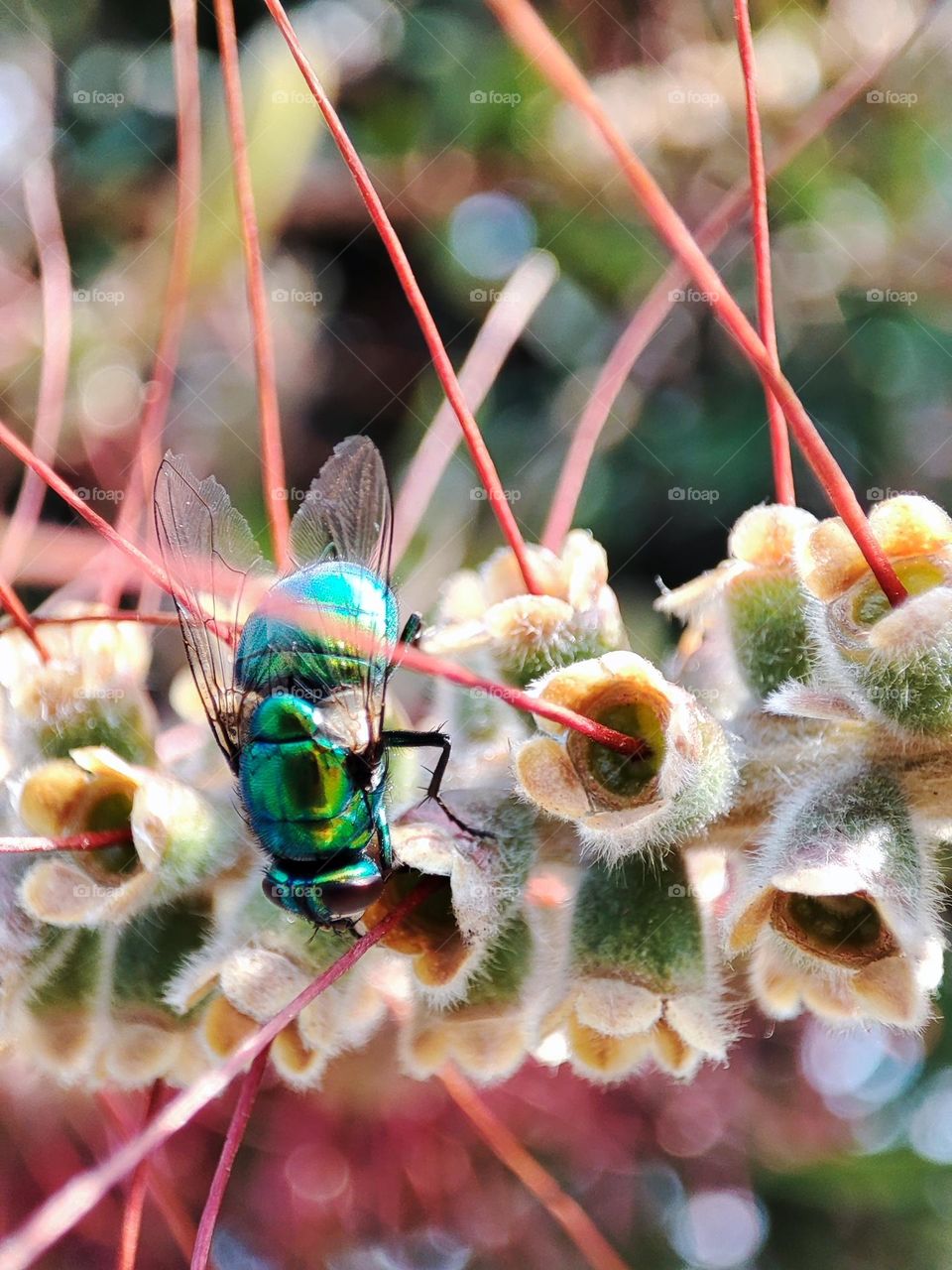 Bottle fly, feeding upon nectar