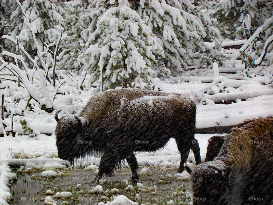 Bison in snow