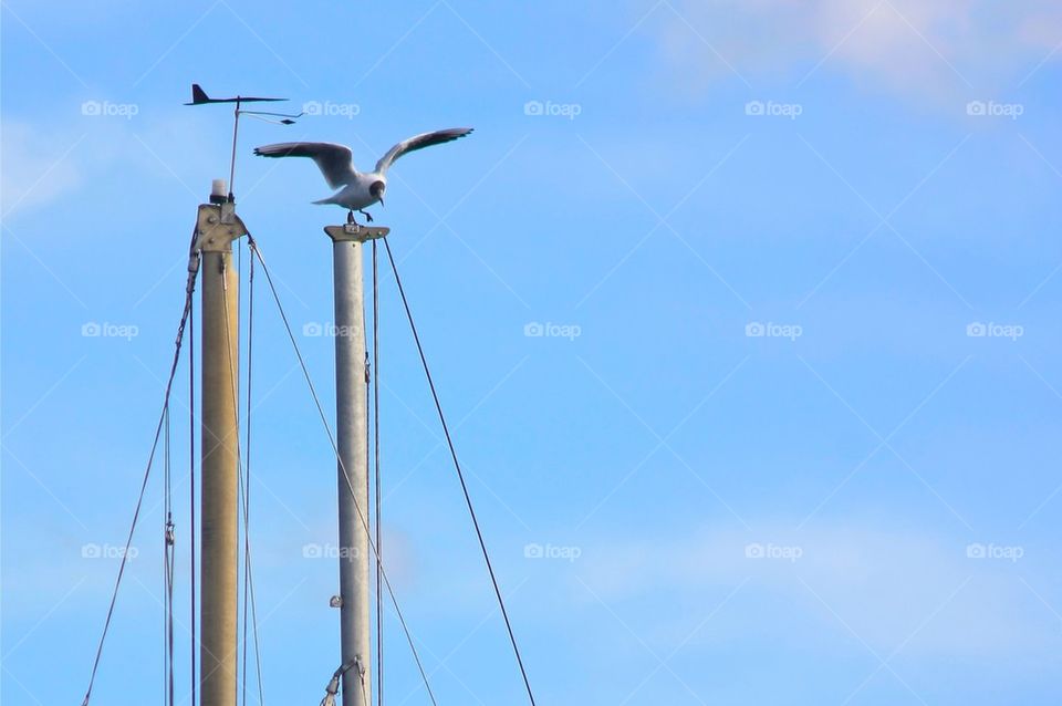 Seagull On Top Of Ship Mast