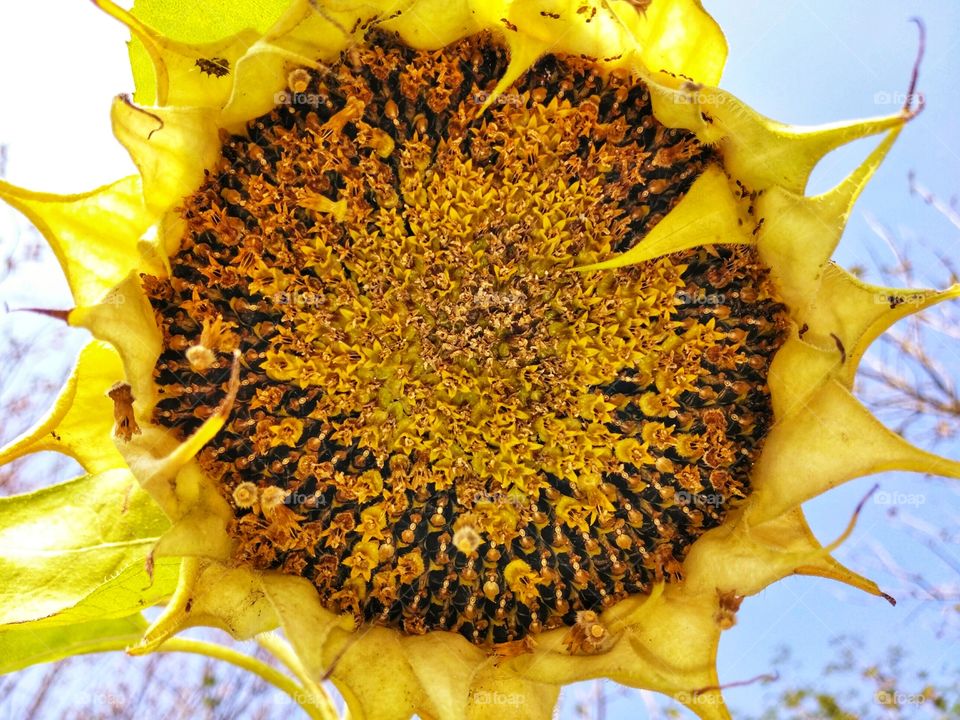 sunflower the beautiful one in the summer