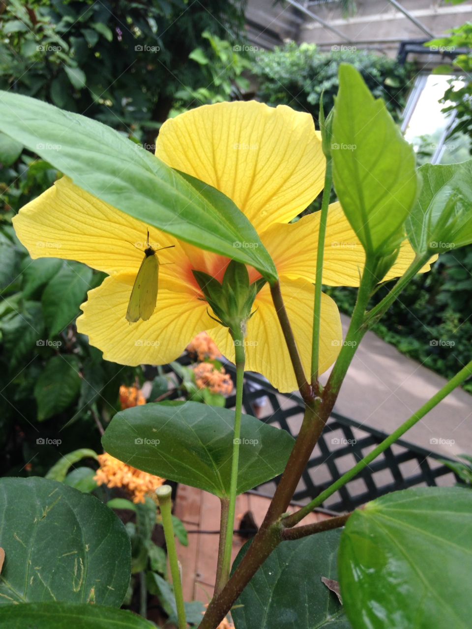 Flowers & butterflies