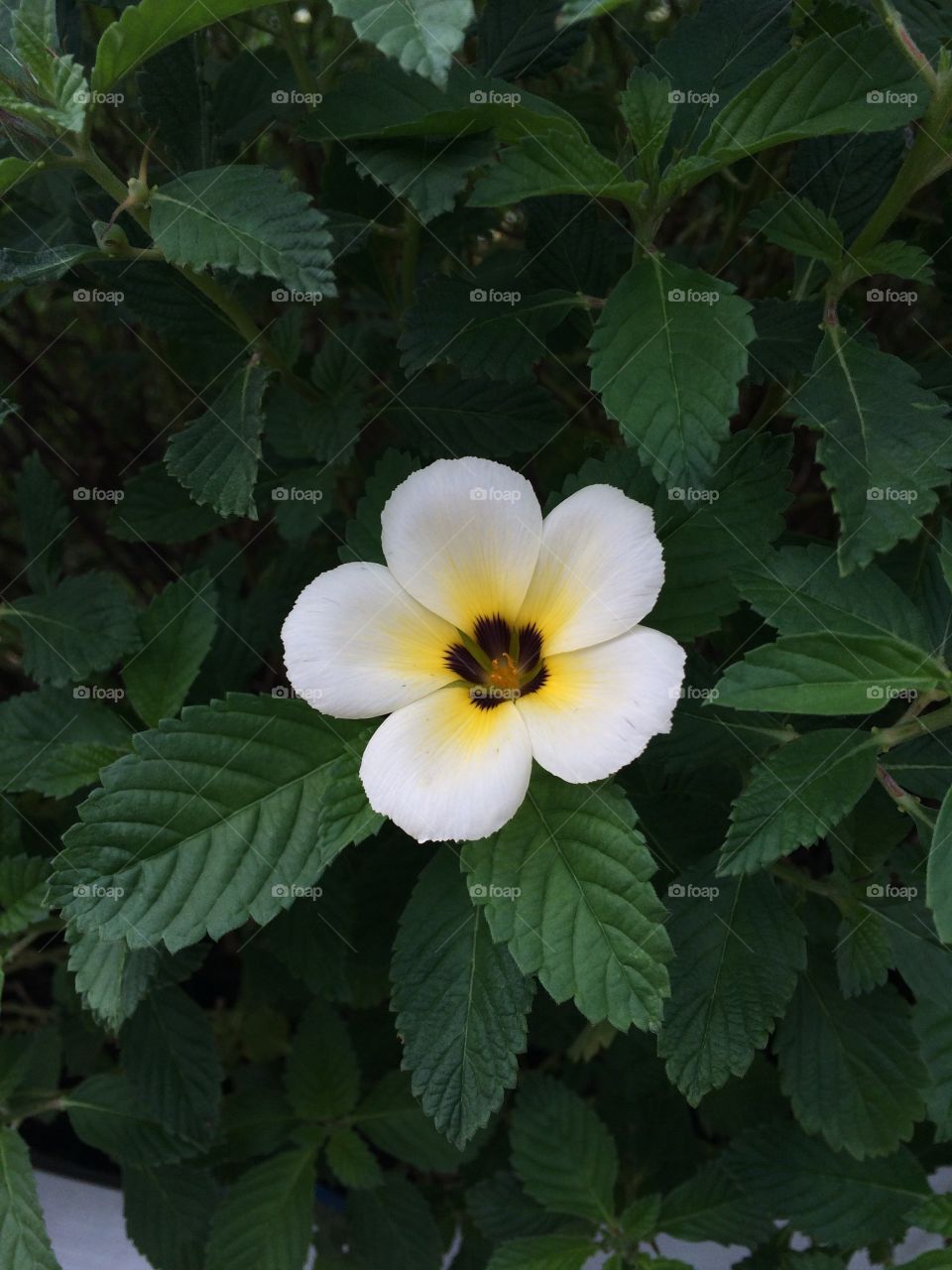 High angle view of a flower