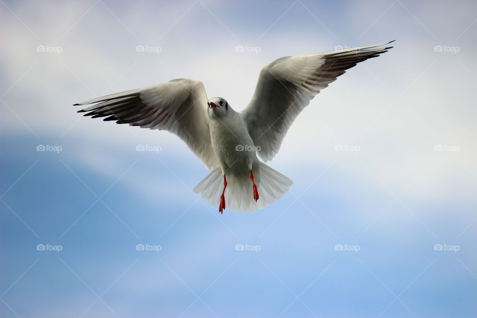 Flying seagull open wings