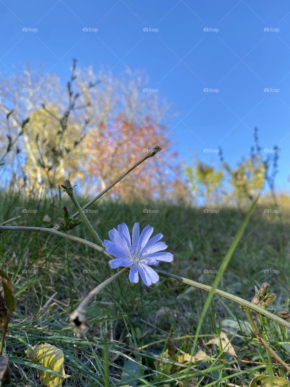 Light purple flower in focus, sky , grass and trees in background