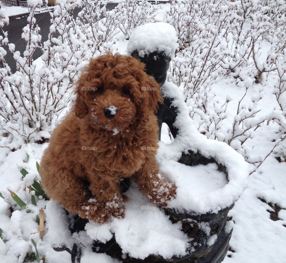 White snow , brown puppy