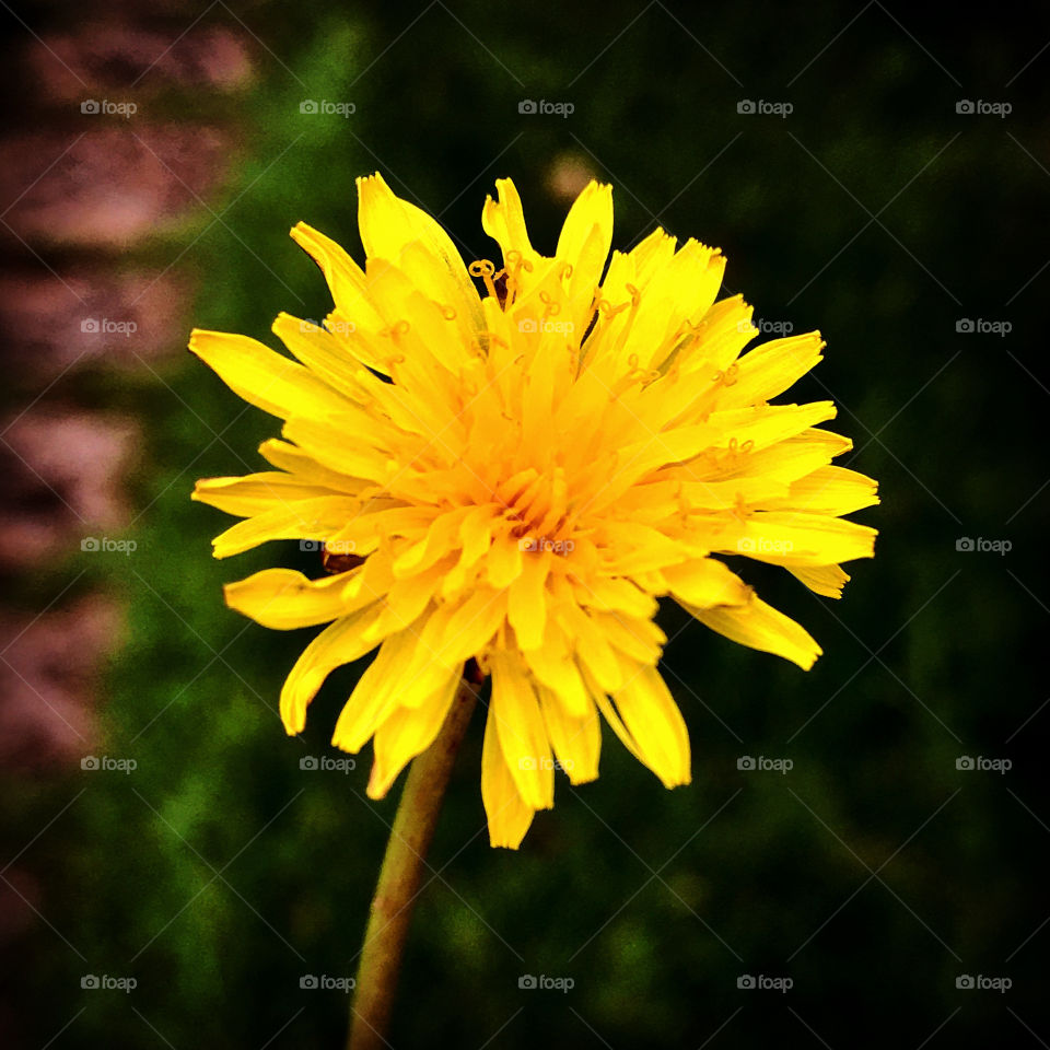 🌼#Flores do nosso #jardim, para alegrar e embelezar nosso dia!
#Jardinagem é nosso #hobby.
🌸 🌹 
#flor #flowers #flower #pétalas #garden #natureza #nature #flora #photography #fotografia