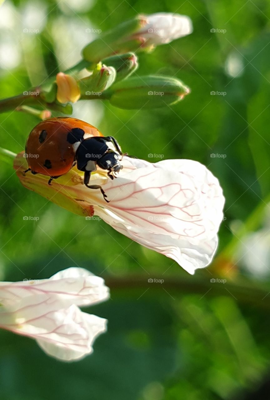 A ladybug on a flower. Closeup.