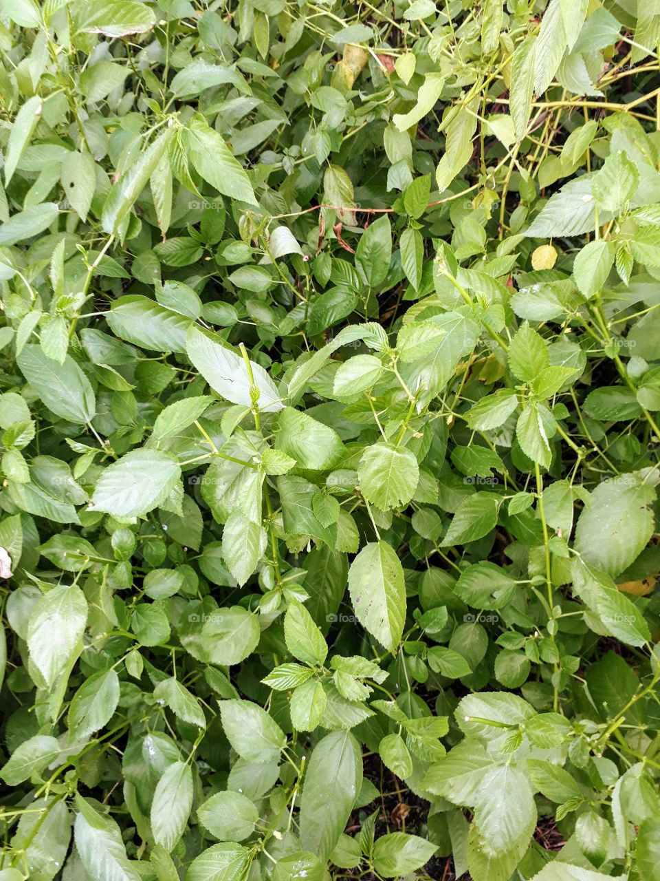 Saluyot, a leafy green vegetable in the Philippines