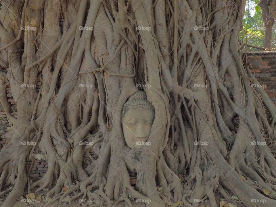 Buddha head, Thailand