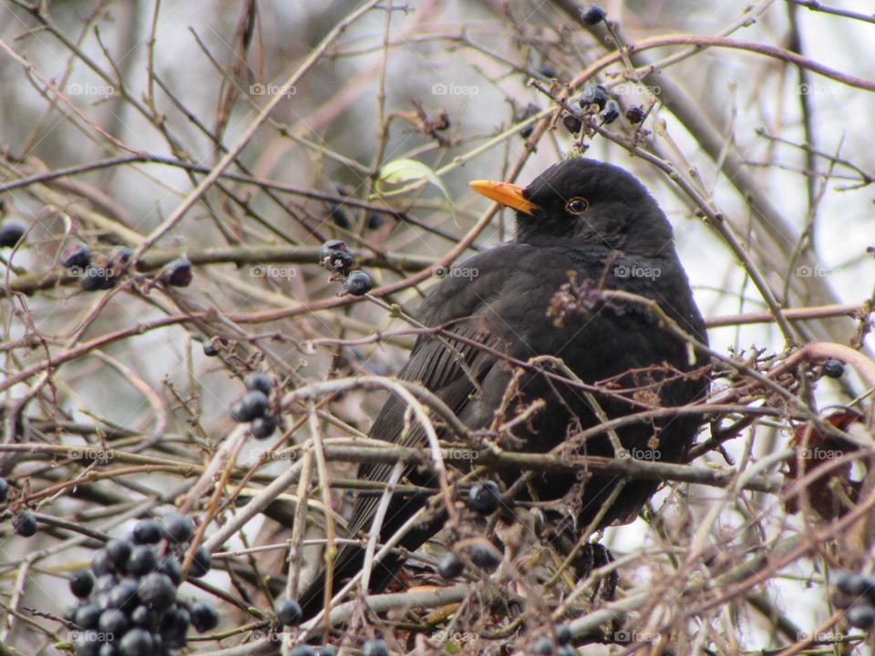 Blackbird in the city park