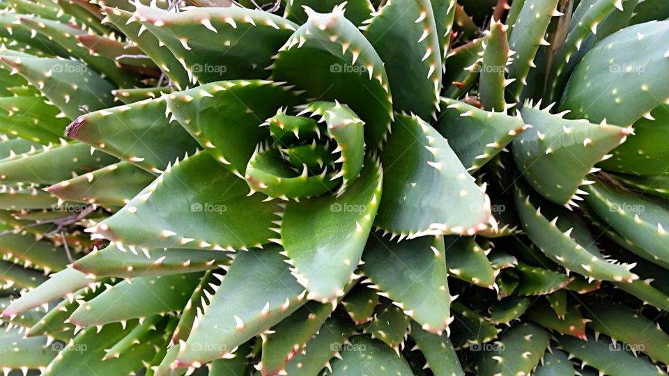 Sharp Succulent. Thorny and sharp succulent 
