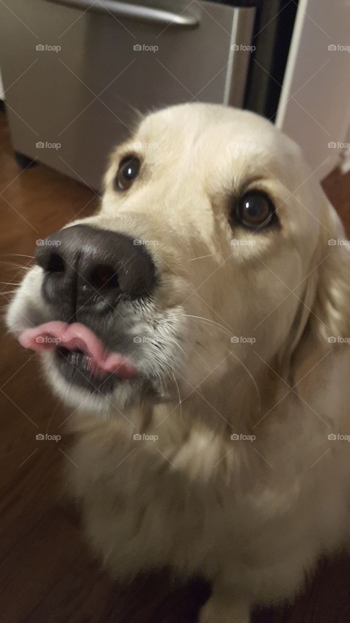 golden retriever puppy sticking tongue out