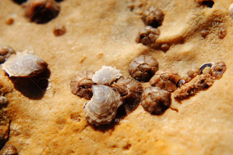 Barnacle group on the beach