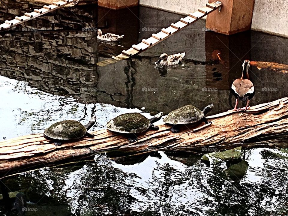 Three turtles