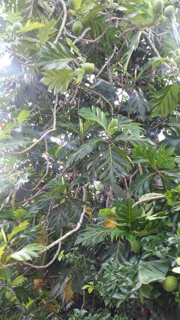 beautiful breadfruit tree in Jamaica.  Have roasted,  boiled, fried..delicious